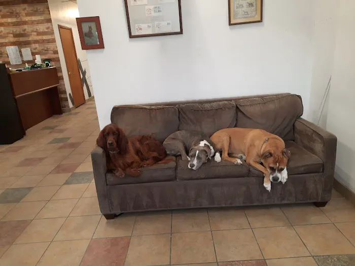 Main St. Animal Hospital Picture 2