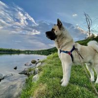 Otterside Animal Hospital ico