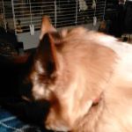 Granville Veterinary Service, Large Animal