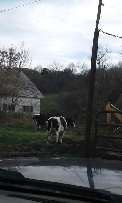 Granville Veterinary Service, Large Animal Picture 2