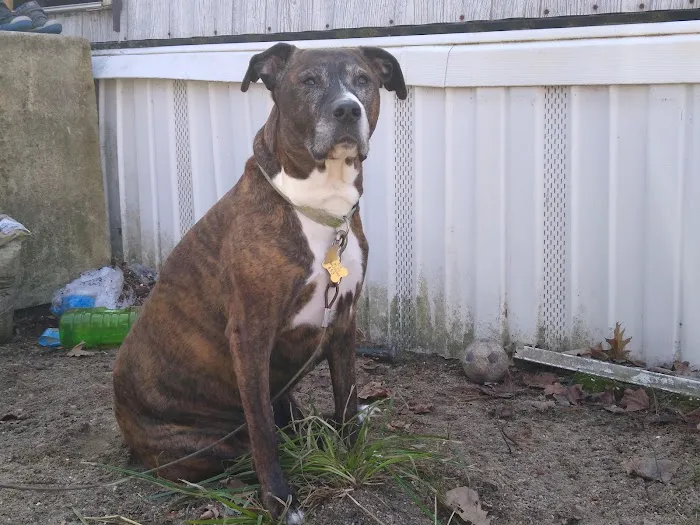 Marlborough Veterinary Clinic Picture 4