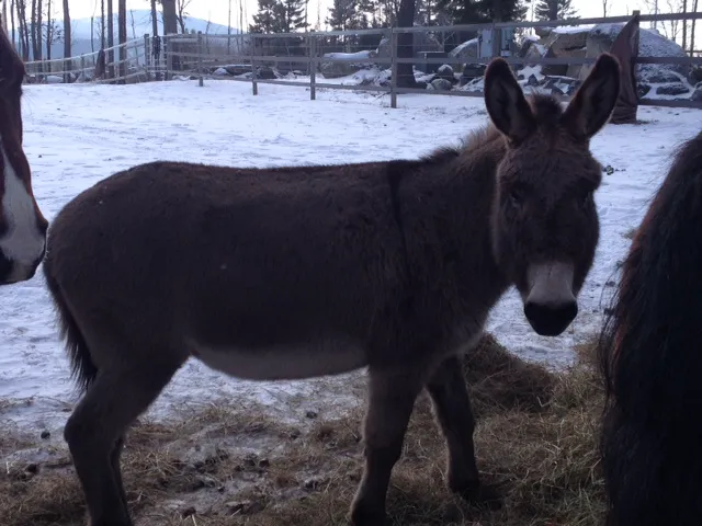 Monadnock Equine Veterinary Services Picture 2