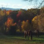 Monadnock Equine Veterinary Services