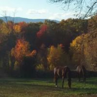 Monadnock Equine Veterinary Services ico