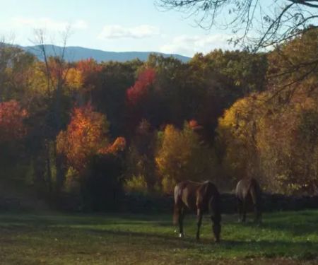 Monadnock Equine Veterinary Services