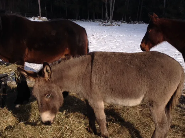Monadnock Equine Veterinary Services Picture 3