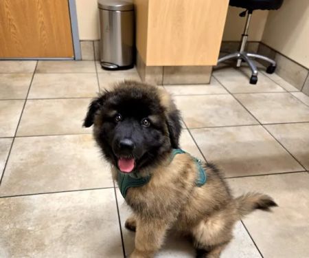 Keep 'Em Healthy Veterinary Clinic