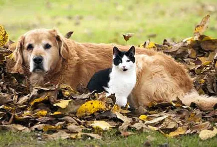 Pleasant Lake Veterinary Hospital Picture 5