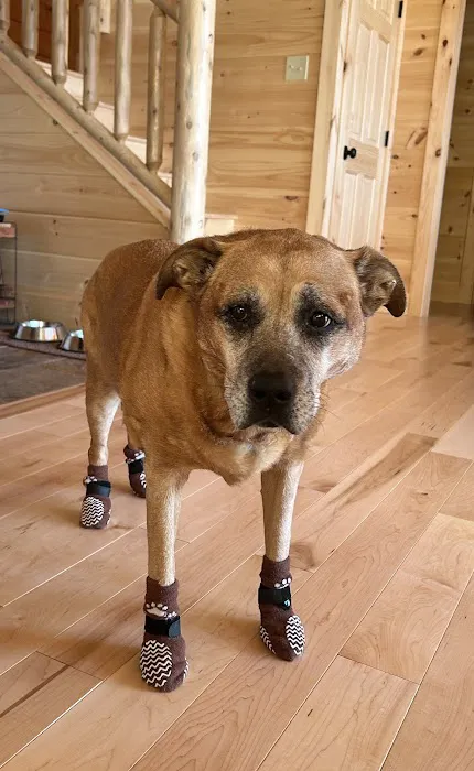 Compassion Vet Hospital Picture 4