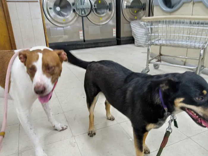 Compassion Vet Hospital Picture 9