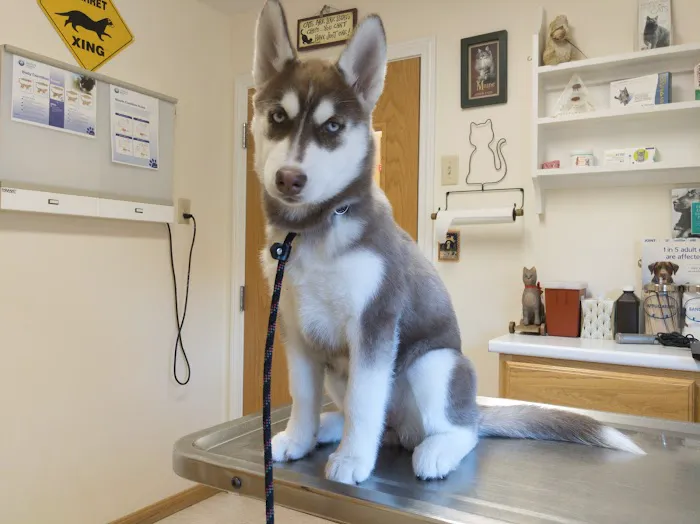 Henniker Veterinary Hospital Picture 3