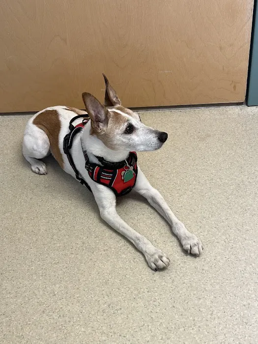 Granville Small Animal Hospital Picture 5