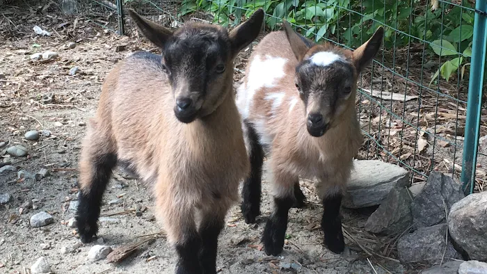 Goat Veterinary Services Picture 1
