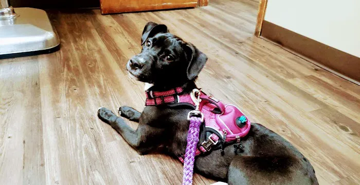 Northern Rhode Island Animal Hospital, A Thrive Pet Healthcare Partner Picture 1