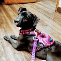Northern Rhode Island Animal Hospital, A Thrive Pet Healthcare Partner ico
