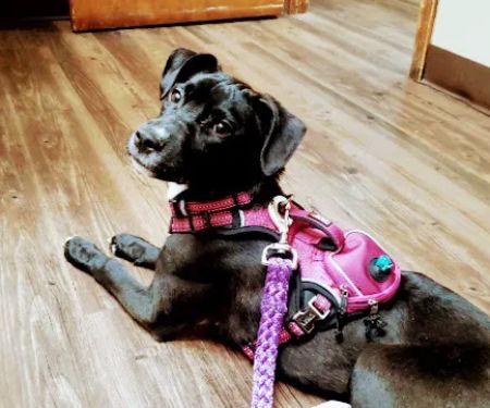 Northern Rhode Island Animal Hospital, A Thrive Pet Healthcare Partner