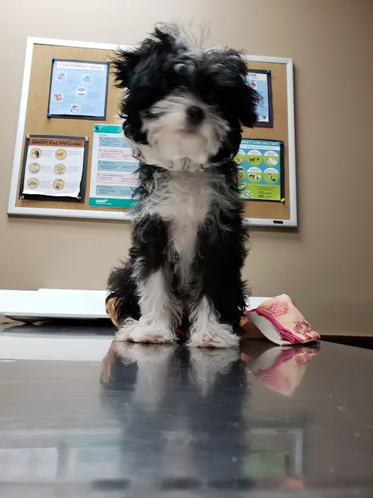 Northern Rhode Island Animal Hospital, A Thrive Pet Healthcare Partner Picture 7