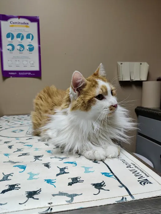 Northern Rhode Island Animal Hospital, A Thrive Pet Healthcare Partner Picture 8