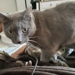 Metrowest Veterinary Associates