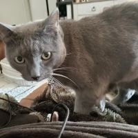 Metrowest Veterinary Associates ico