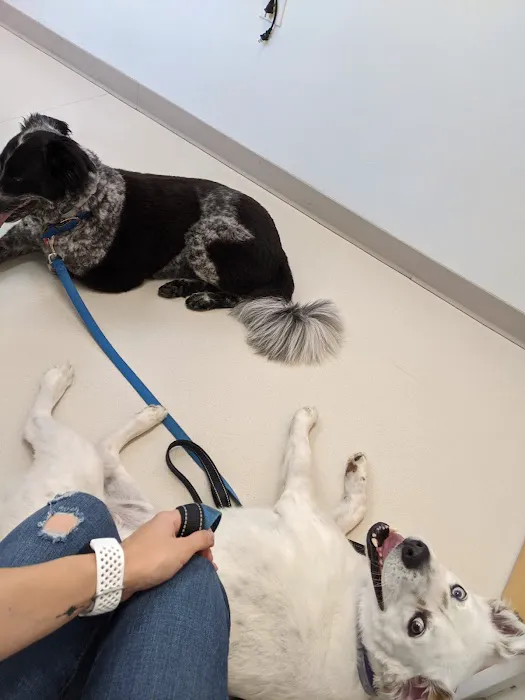 Metrowest Veterinary Associates Picture 7
