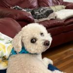 Banfield Pet Hospital