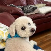 Banfield Pet Hospital ico