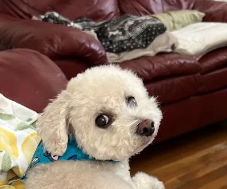Banfield Pet Hospital