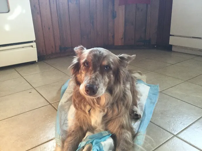 Homeward Bound Veterinary Services Picture 1