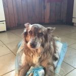Homeward Bound Veterinary Services