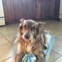 Homeward Bound Veterinary Services ico
