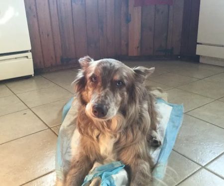 Homeward Bound Veterinary Services