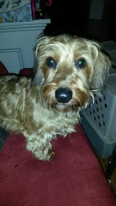 Homeward Bound Veterinary Services Picture 4