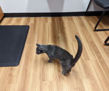 South Bellingham Veterinary Hospital