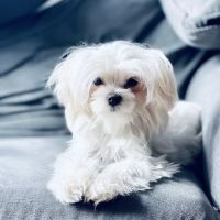 Community Animal Hospital ico