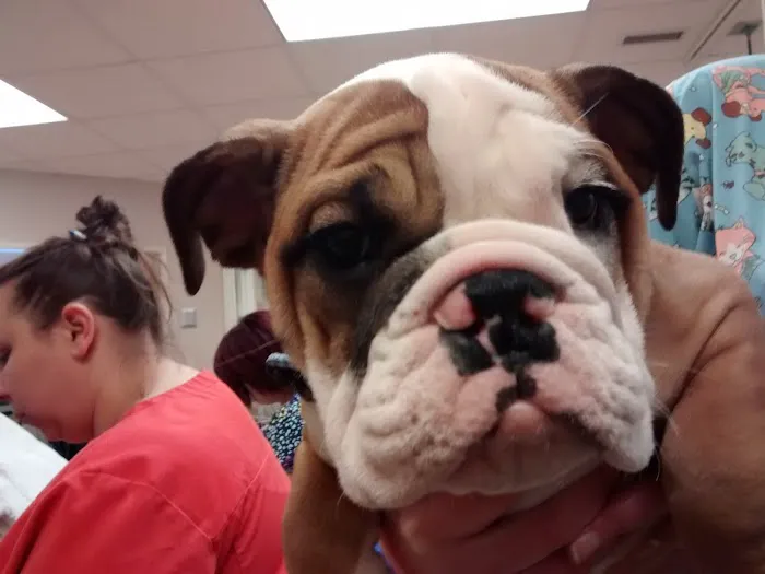 Community Animal Hospital Picture 8