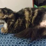 Lily Lerner Spay/Neuter Clinic