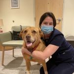 Foster Hospital for Small Animals