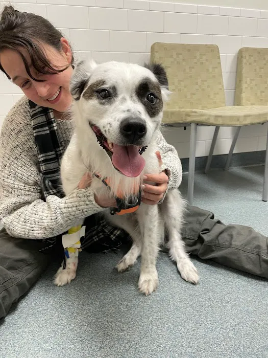 Foster Hospital for Small Animals Picture 2