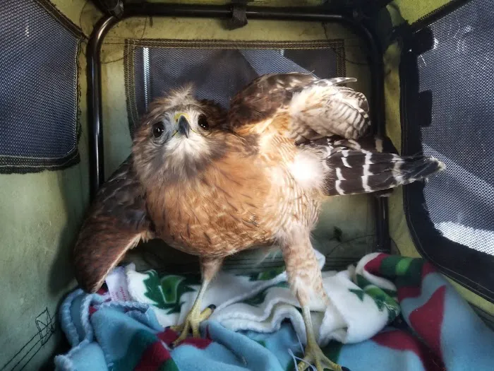 Tufts Wildlife Clinic Picture 1