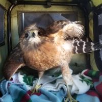 Tufts Wildlife Clinic ico