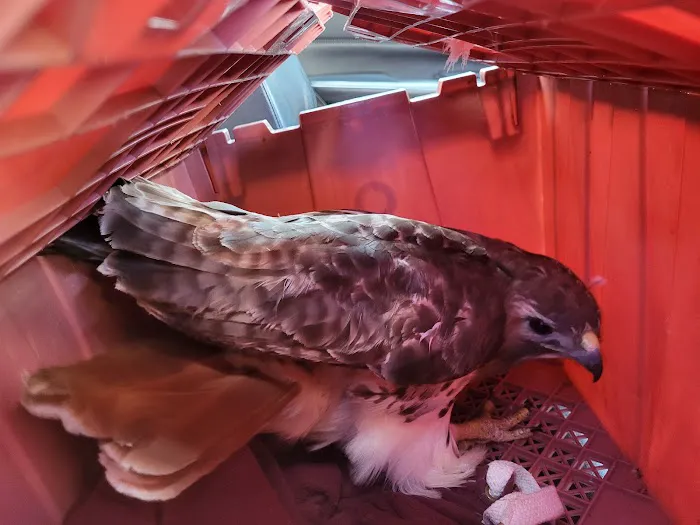 Tufts Wildlife Clinic Picture 7
