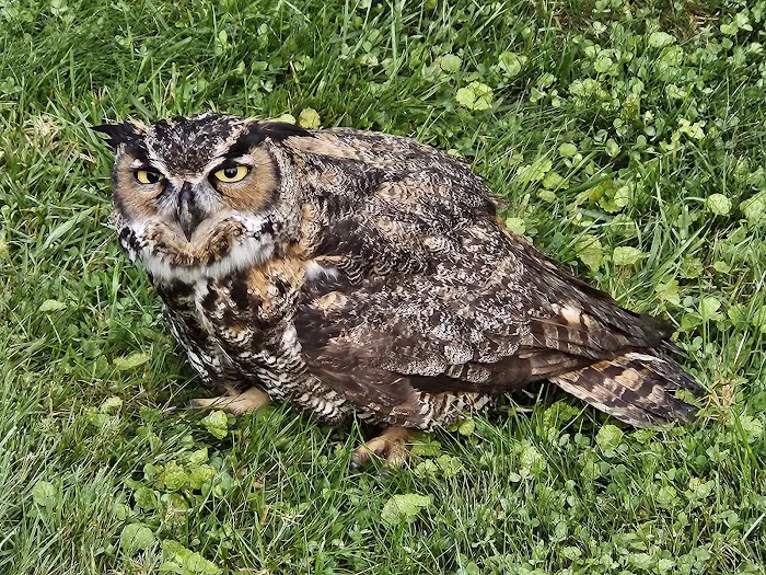 Tufts Wildlife Clinic Picture 10