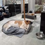 Tufts at Tech Community Veterinary Clinic