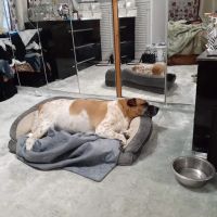 Tufts at Tech Community Veterinary Clinic ico