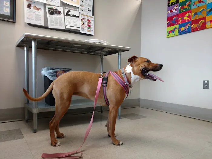 Tufts at Tech Community Veterinary Clinic Picture 5
