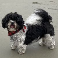 Vetco Vaccination Clinic ico