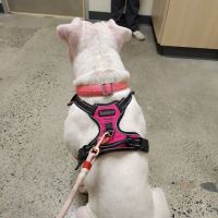 Vetco Total Care Animal Hospital ico