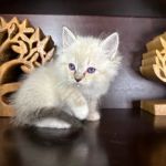 Rarity Ragdolls