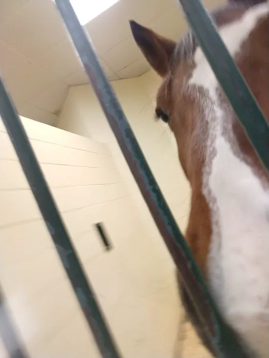 Tufts Animal Behavior Clinic Picture 3